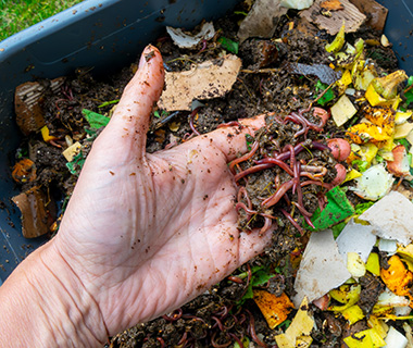 Compostwormen