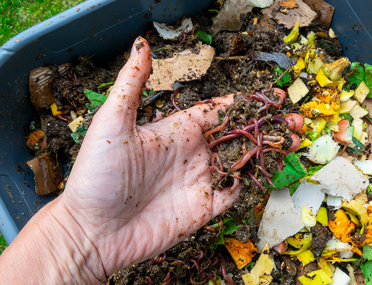 Compostwormen